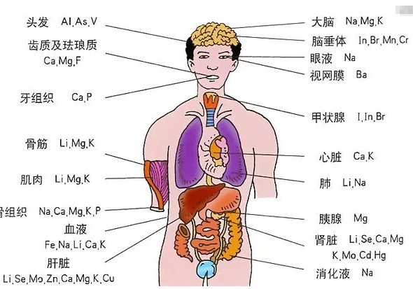 人體器官分布圖(人體器官分布圖胰腺)