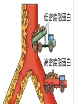 高密度脂蛋白偏高是什么意思