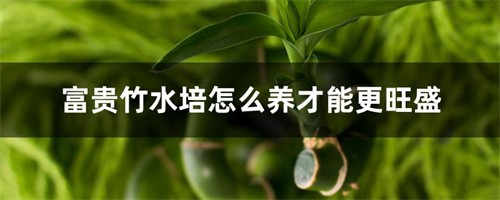 富貴竹怎么水養(yǎng)才旺盛-富貴竹怎么水養(yǎng)才旺盛養(yǎng)的一樣