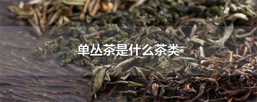 單叢茶是什么茶類(烏崠單叢茶是紅茶還是綠茶)