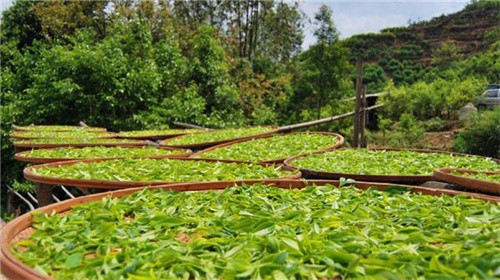 單叢茶是什么茶類（單叢茶是什么類型的茶）