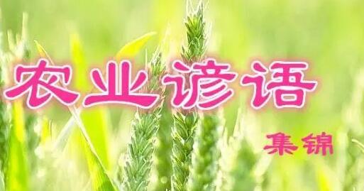 農(nóng)業(yè)諺語(yǔ)有哪些-農(nóng)業(yè)諺語(yǔ)有哪些花分開收