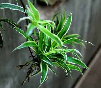 女生宿舍適合養(yǎng)什么植物-女生宿舍適合養(yǎng)什么植物終日不見(jiàn)