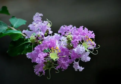 紫薇花花語和寓意（紫薇花的花語是什么）