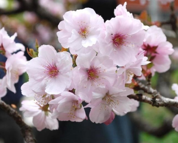 櫻花什么時(shí)候開花(櫻花樹什么時(shí)候開花)