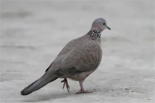 斑鳩是幾級保護動物(斑鳩是幾級保護動物圖片)