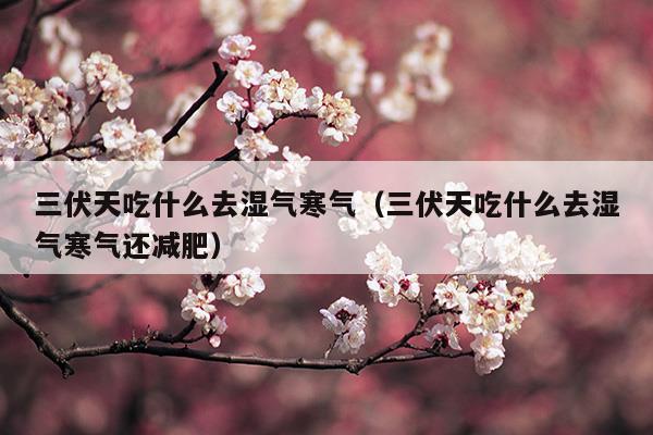 三伏天吃什么去濕氣寒氣還減肥