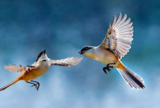 比翼鳥指什么生肖，比翼鳥的傳說