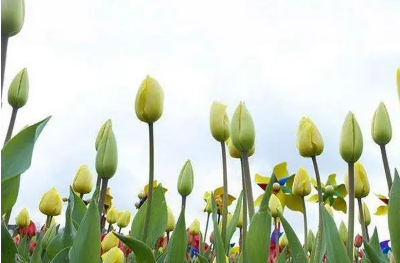 郁金香花語和寓意