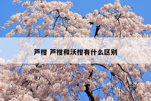 蘆柑蘆柑和沃柑有什么區(qū)別(沃柑蘆柑橘子)