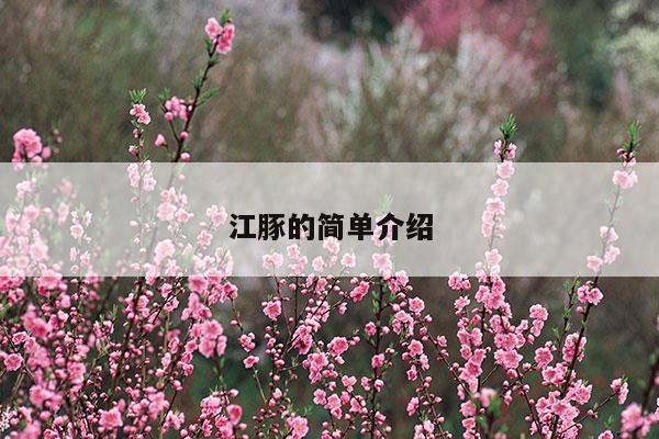 江豚的簡(jiǎn)單介紹(怎么介紹江豚)