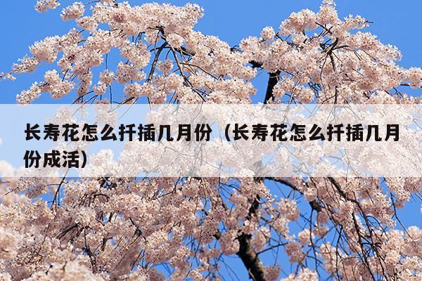 長(zhǎng)壽花怎么扦插幾月份(長(zhǎng)壽花怎么扦插水培)