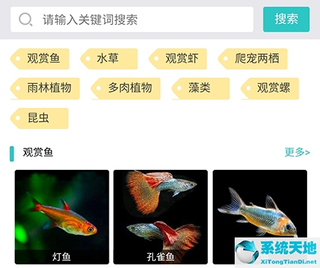 泡泡水族升級(jí)規(guī)則(泡泡水族app怎么樣)