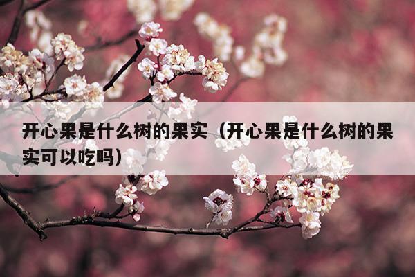 開心果是什么樹的果實(shí)(開心果是什么樹的果實(shí)圖片)