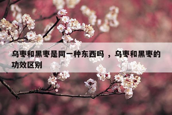 烏棗和黑棗是同一種東西嗎烏棗和黑棗的功效區(qū)別