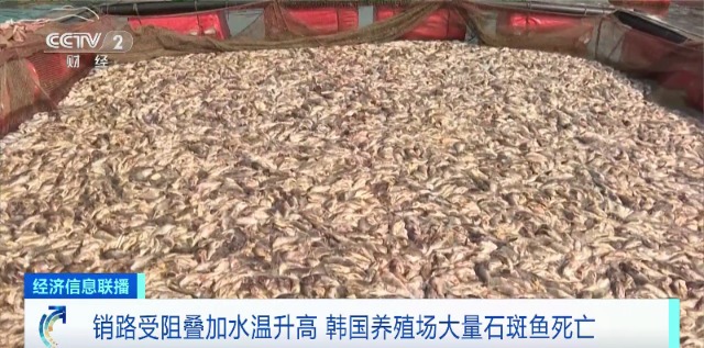 沖上熱搜第一！韓國石斑魚大量死亡！什么情況？