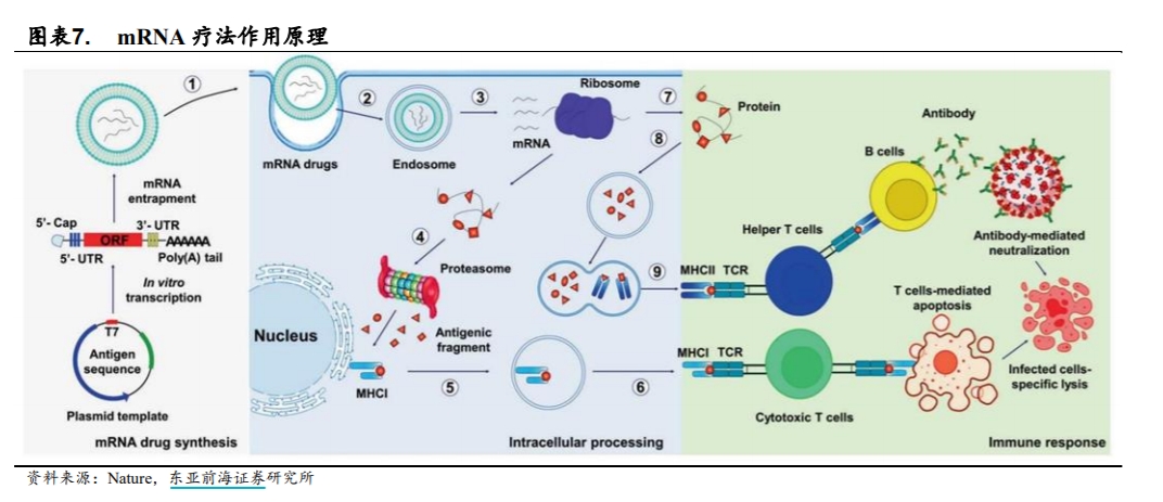 mRNA終于拿下諾獎(jiǎng)：有何應(yīng)用前景？上市公司都有哪些布局